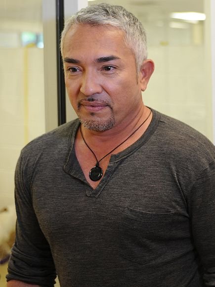 cesear millan 2 435 8c9793acef7240568a1b365a6f9148c0chalecoParaPerroImpermeble