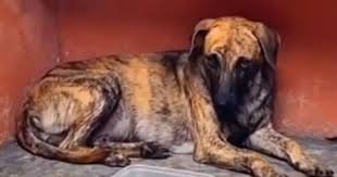 images 3chalecoParaPerroImpermeble