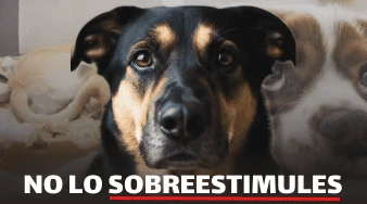 miniatura blog ansiedadchalecoParaPerroImpermeble