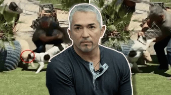 miniatura cesar millanchalecoParaPerroImpermeble